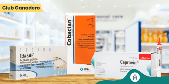 tipos-de-antibioticos-para-bovinos
