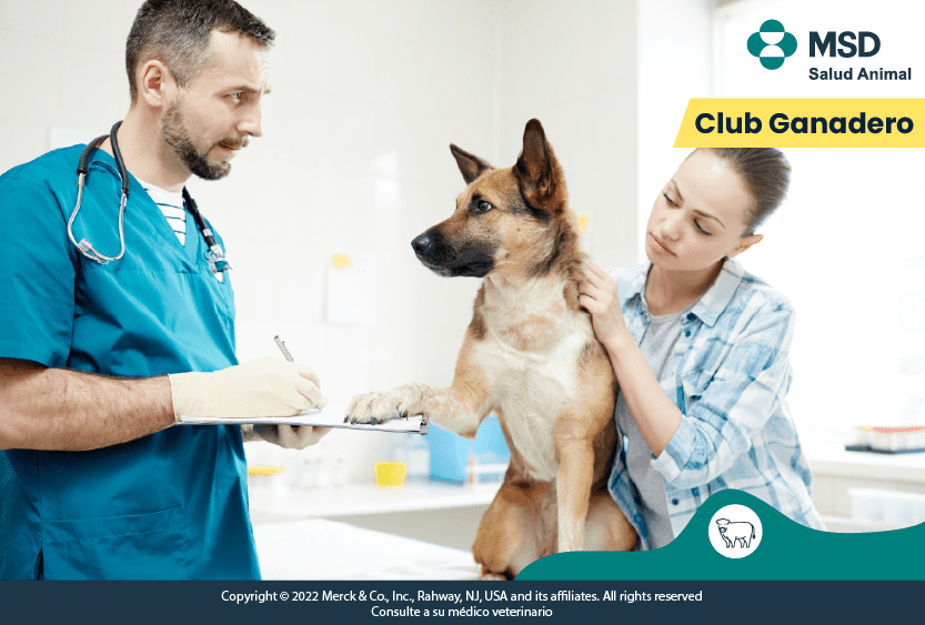receta-veterinaria