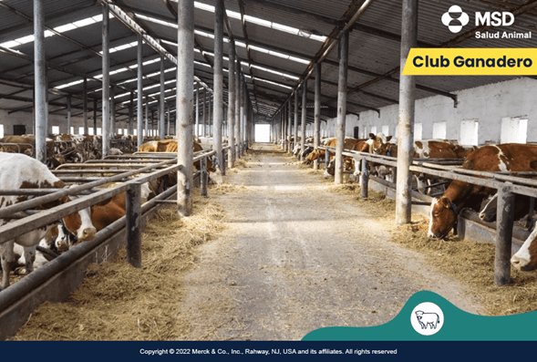 bioseguridad-en-animales-bovinos