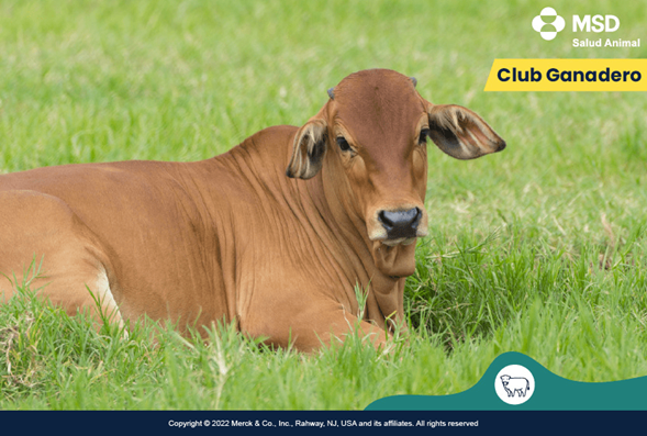 clostridiosis-bovina