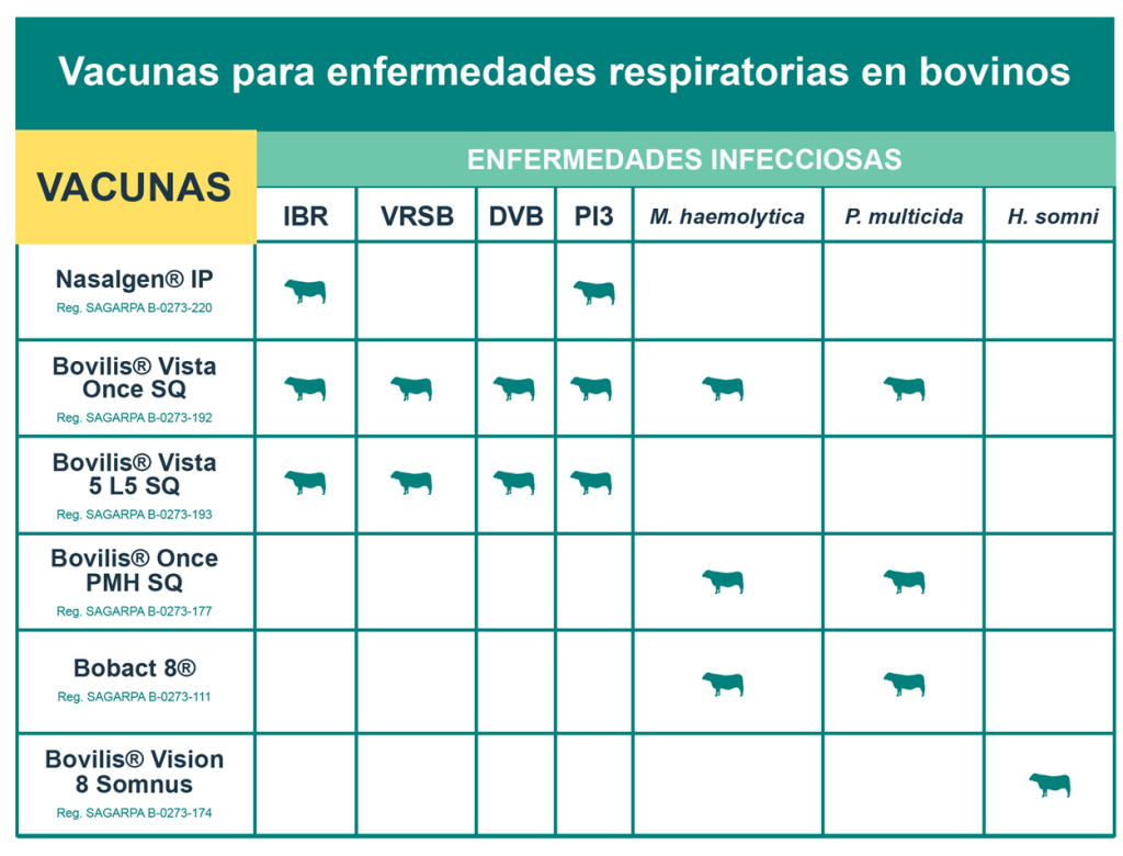 Cuáles son las principales vacunas para bovinos en México - Club ganadero