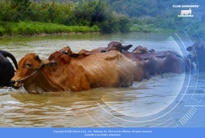 leptospirosis