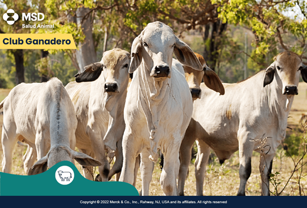 Ivermectina Donde Comprar En Puebla