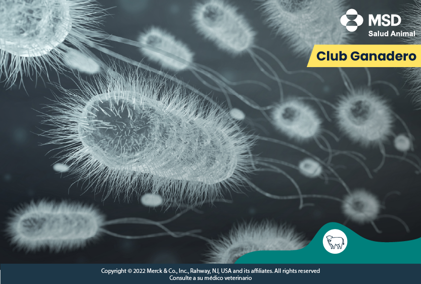 resistencia-bacteriana