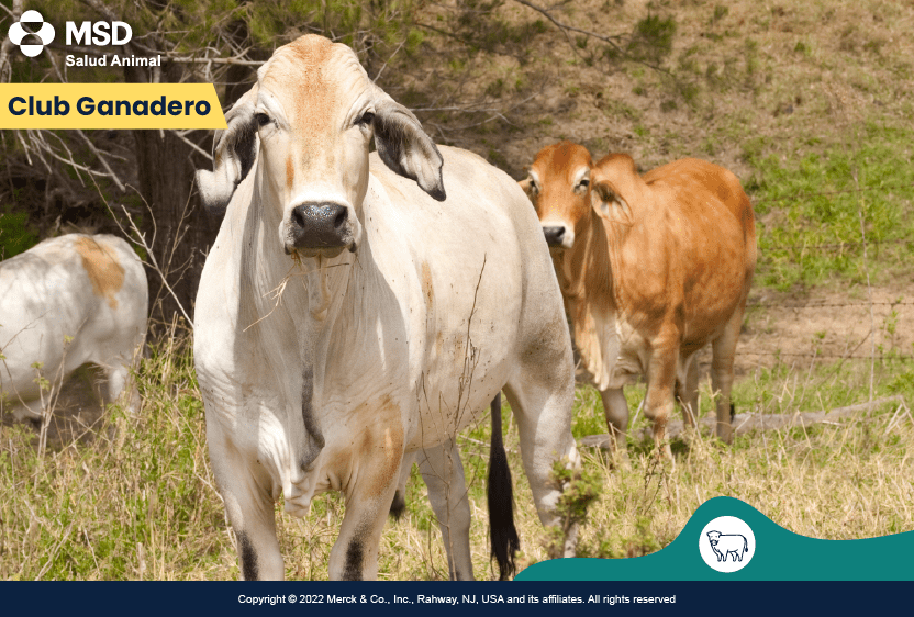 rabia-bovina
