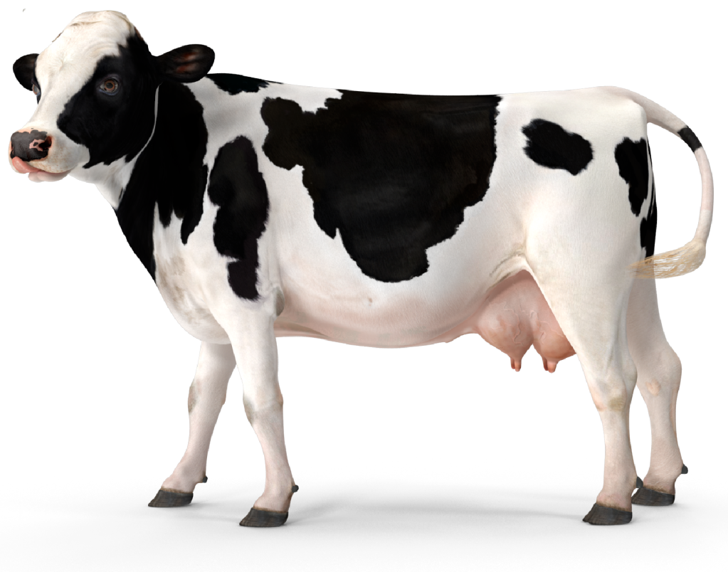 vaca lechera