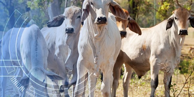 cria-de-ganado