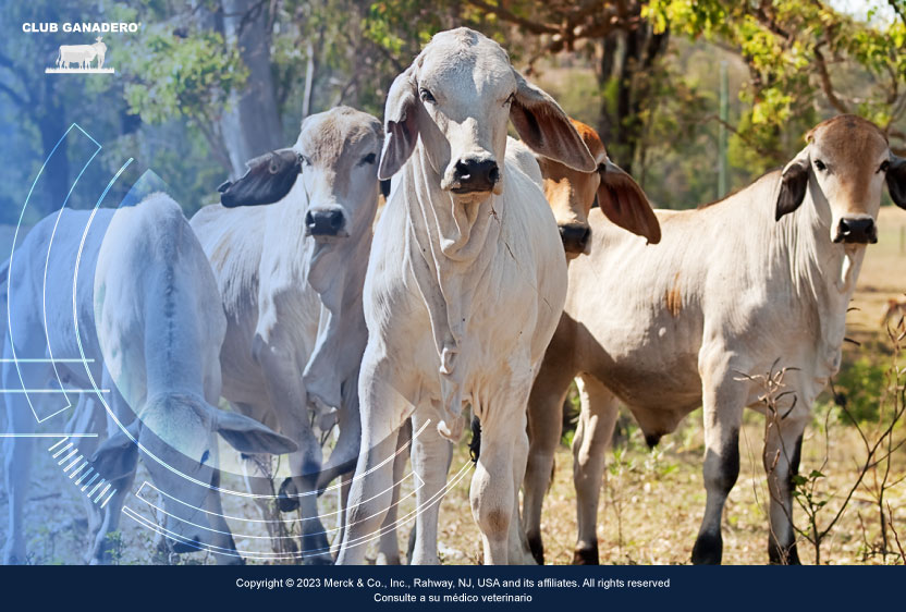 cria-de-ganado