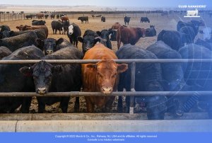 produccion-bovina