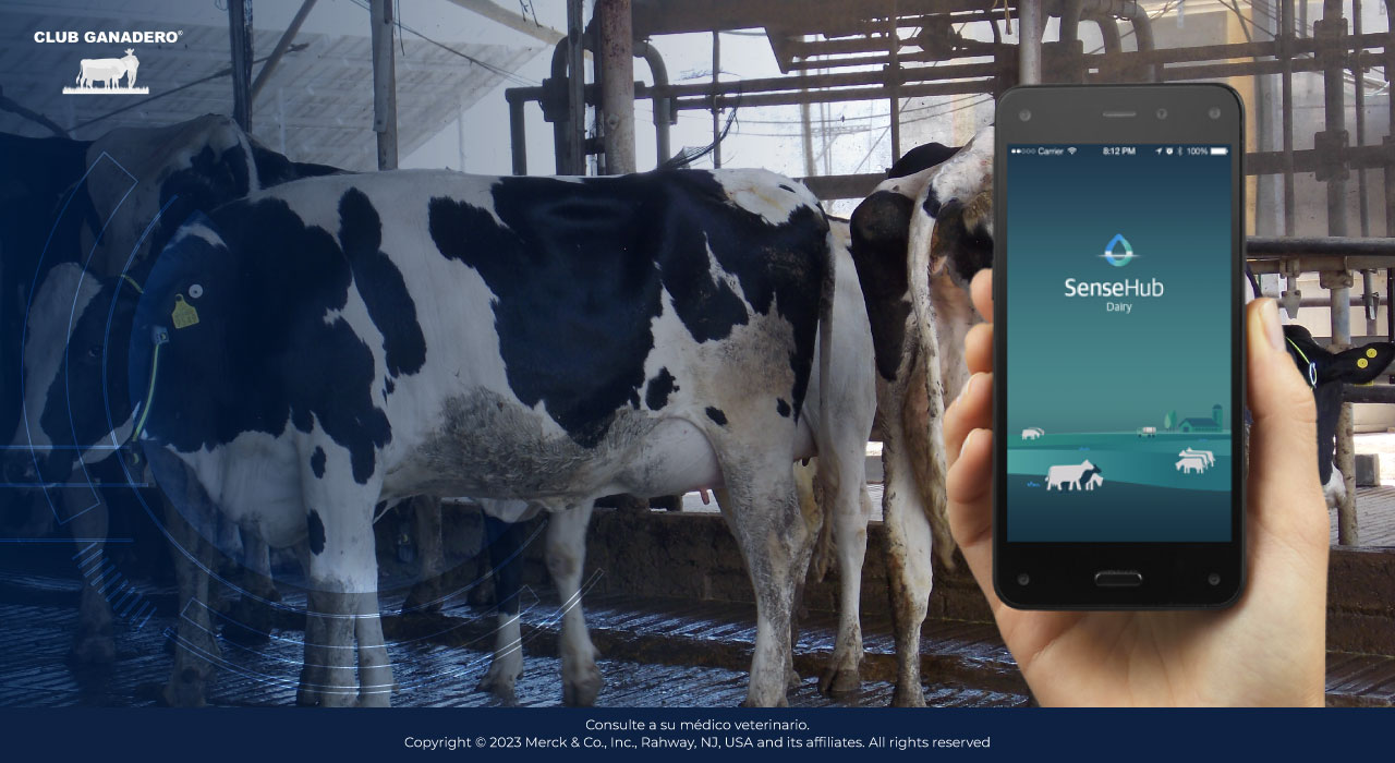 comportamiento-de-las-vacas