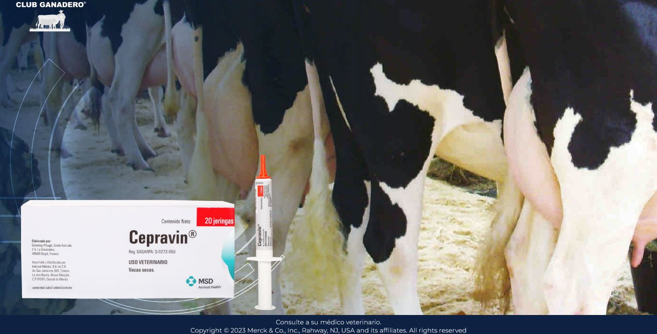 medicamentos-para-la-mastitis-bovina