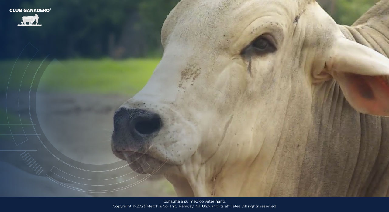 actinomicosis-bovina