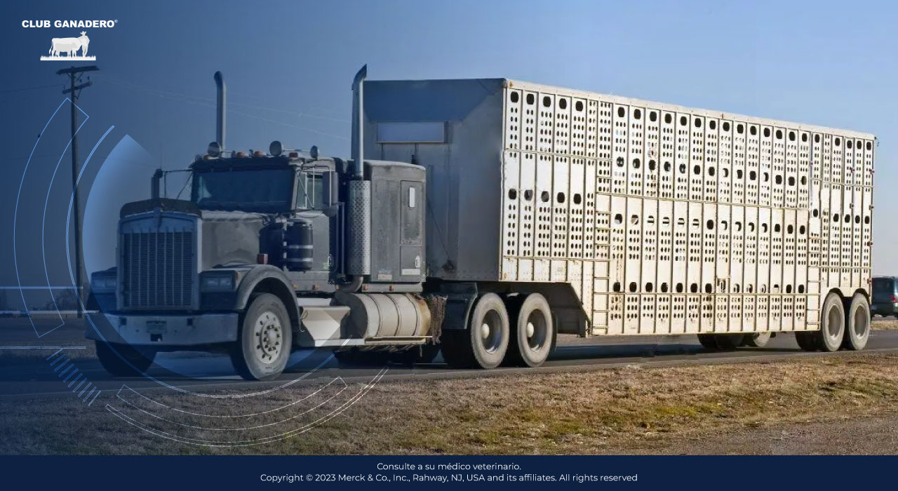 Oportunidades y requisitos para exportar ganado en pie Club ganadero