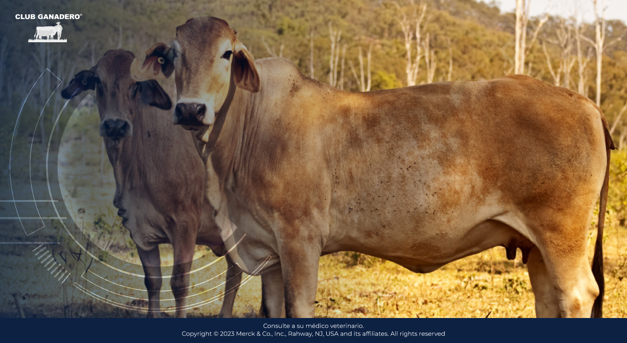 Timpanismo en bovinos tipos, causas y signos clínicos Club ganadero