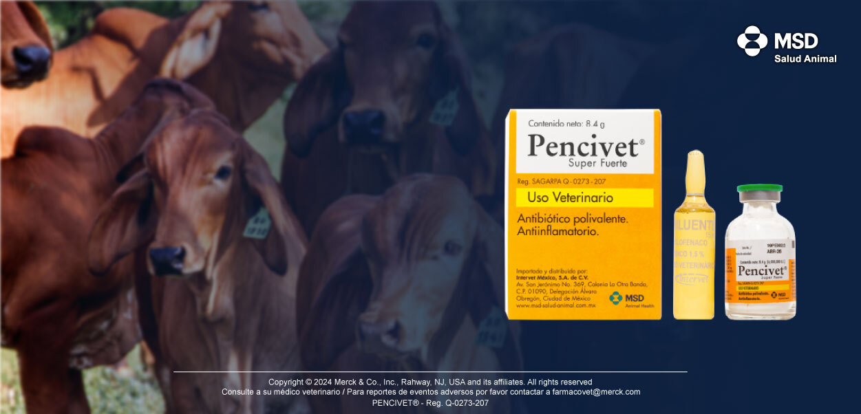 Controla las infecciones acompañadas de cuadros inflamatorios de tus bovinos