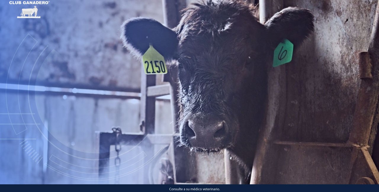 parainfluenza-bovina-tipo-tres