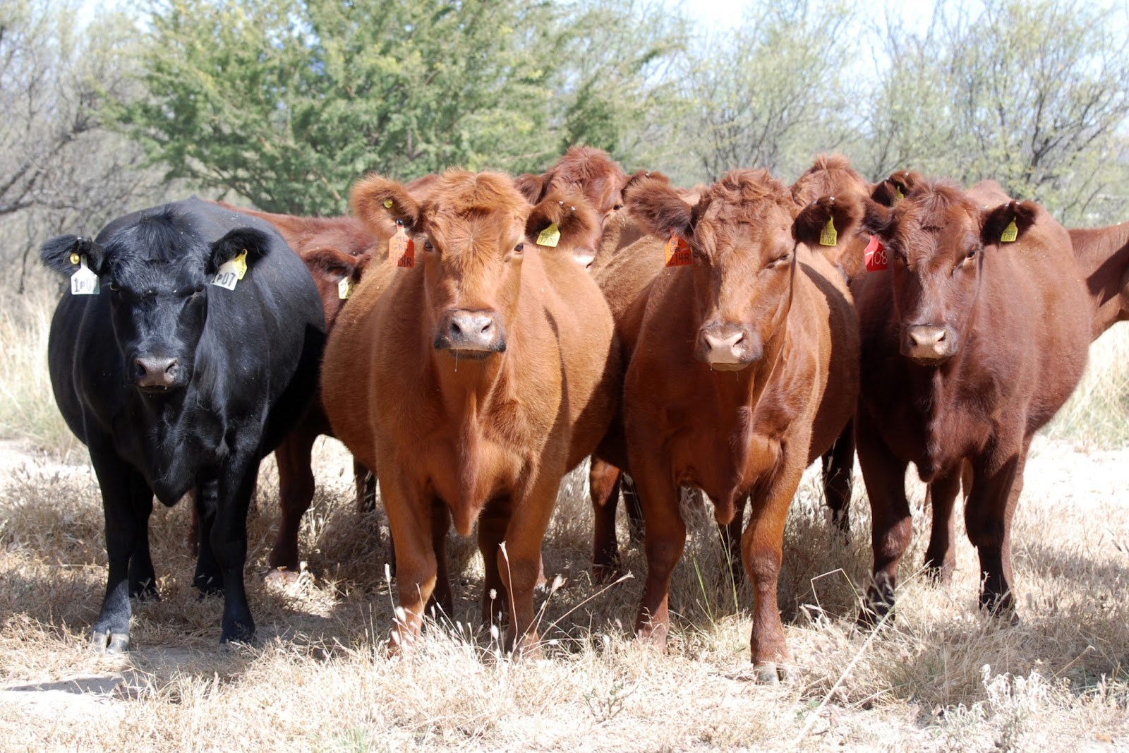 Las mejores razas de ganado vacuno para producción de carne - Club ganadero