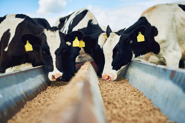 agente-causal-de-la-fiebre-de-la-leche