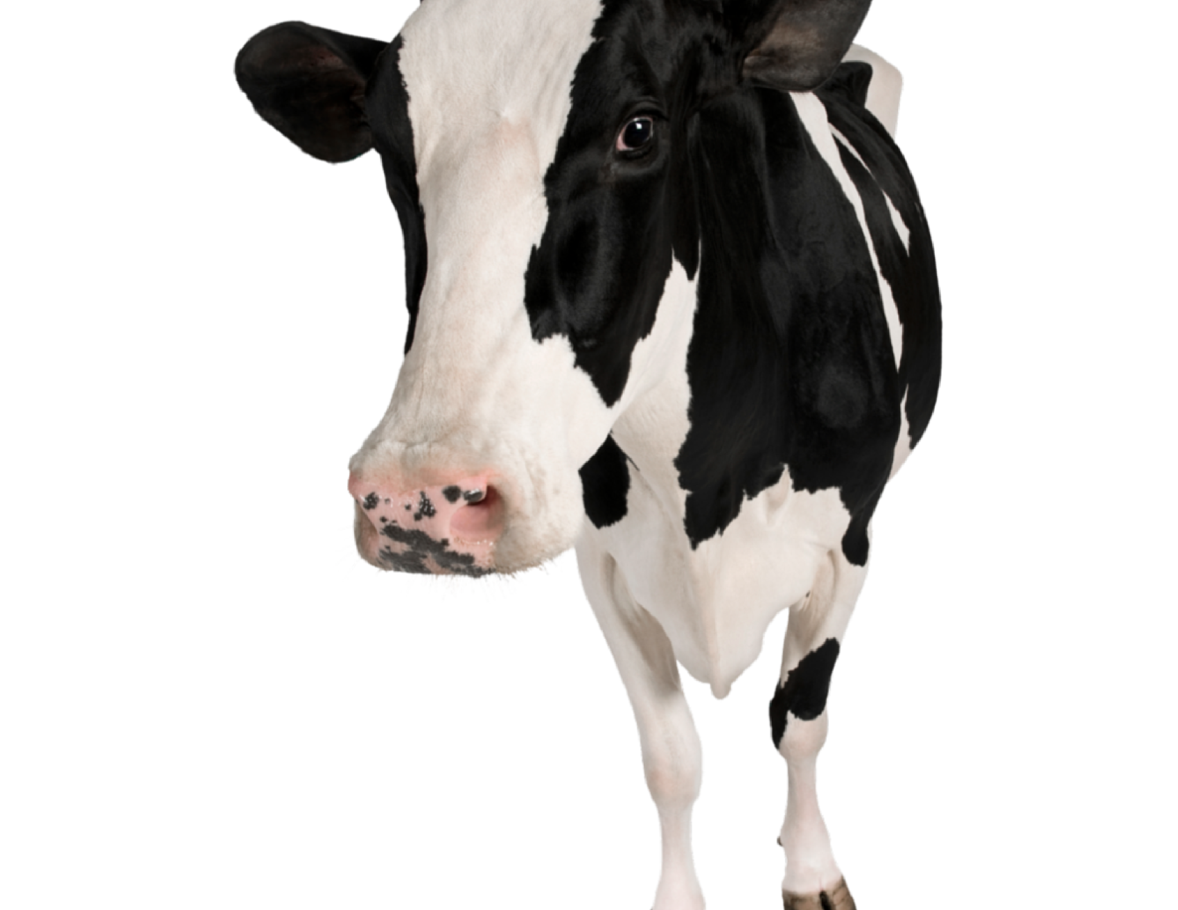 vaca