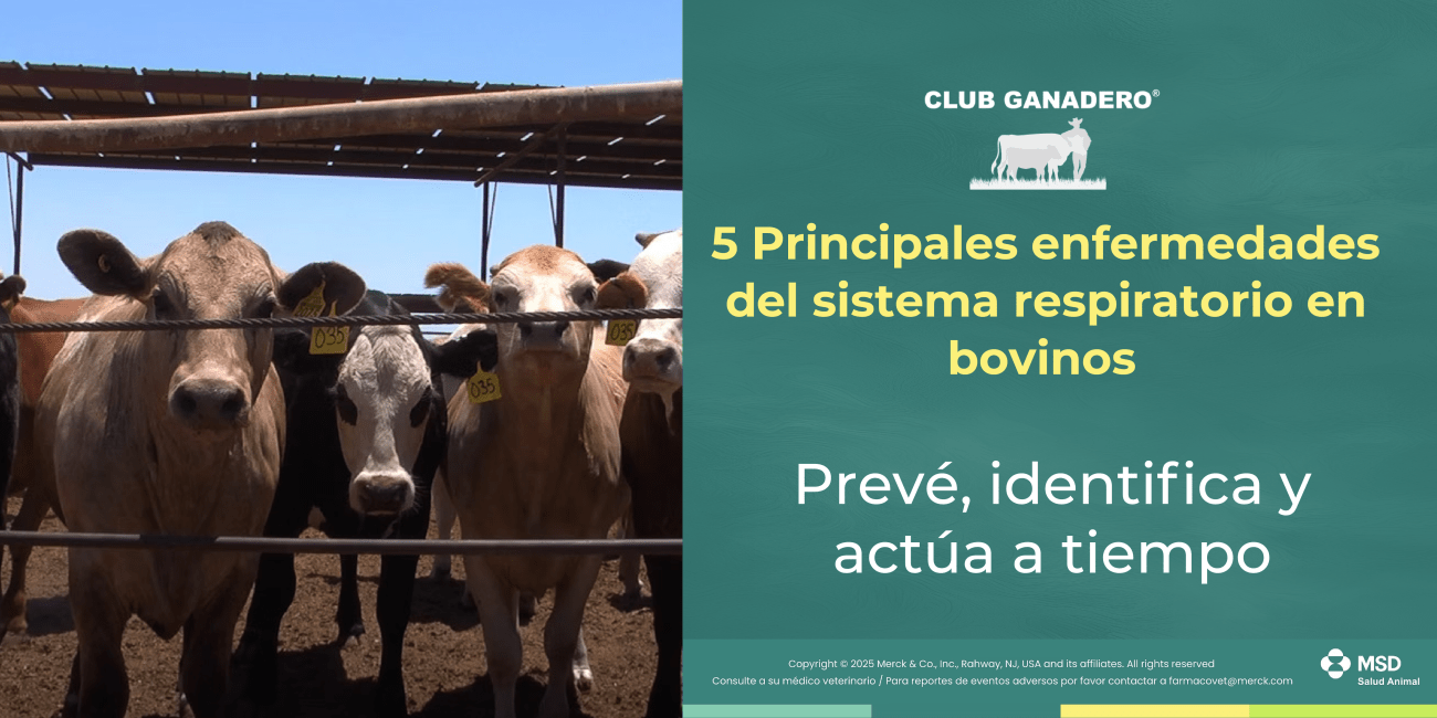 Portada 5 Principales enfermedades del sistema respiratorio en bovinos