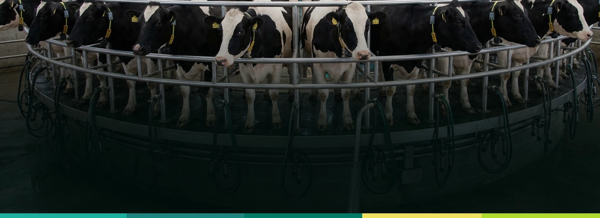 Beneficios de la rBST en vacas para aumentar la producción lechera