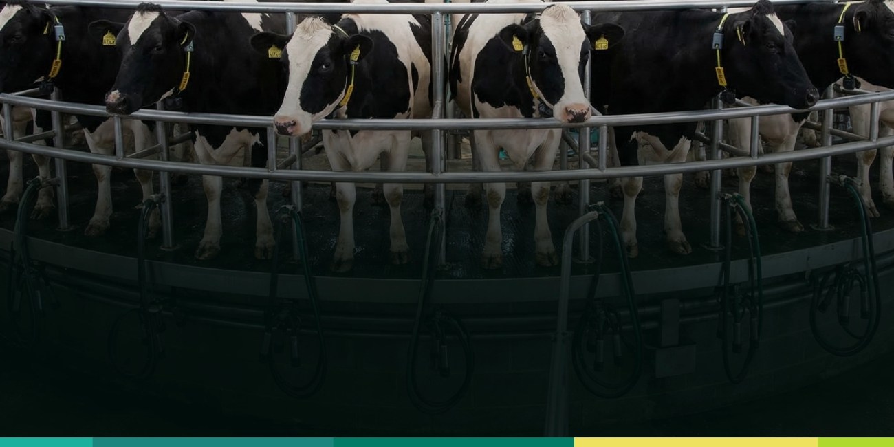 Beneficios de la rBST en vacas para aumentar la producción lechera