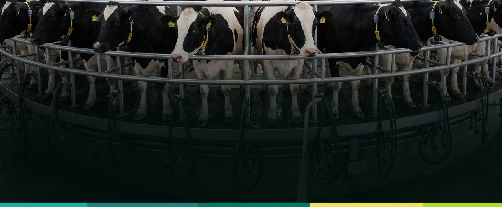 Beneficios de la rBST en vacas para aumentar la producción lechera