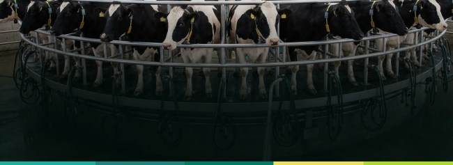 Beneficios de la rBST en vacas para aumentar la producción lechera