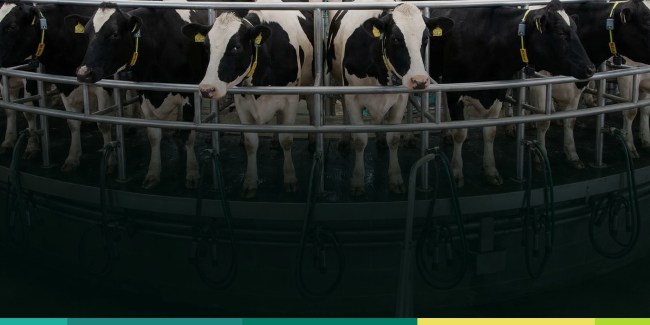 Beneficios de la rBST en vacas para aumentar la producción lechera