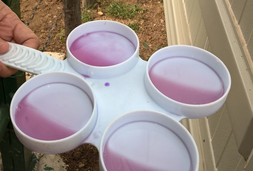 prueba-mastitis-en-produccion-lechera