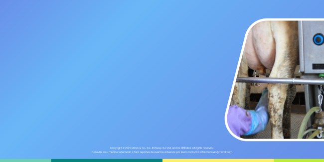 La rBST aumenta la producción de leche hasta un 10-15%