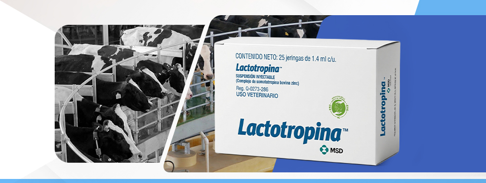 Maximiza tu producción láctea por más tiempo con Lactotropina®