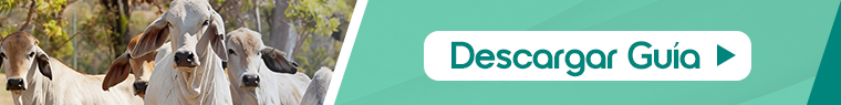Descarga tu guía de refuerzo mineral para tu cosecha de becerros