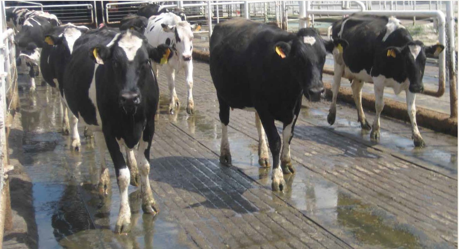 Jornada de rutina de ordeño